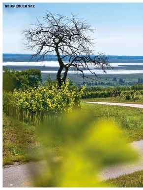 NeusiedlerSee