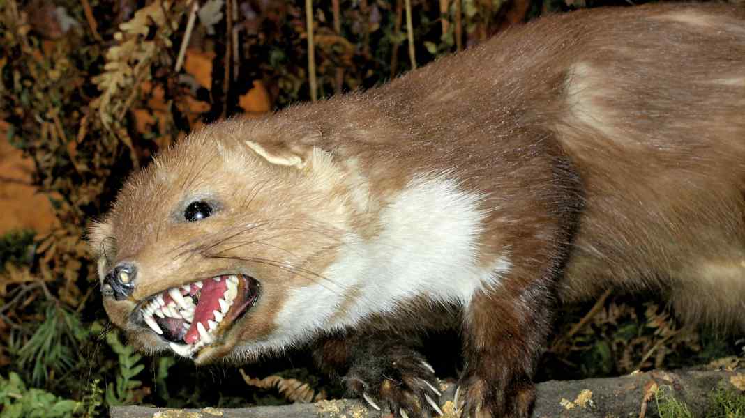 Marderschutz: Marder: Stopp!