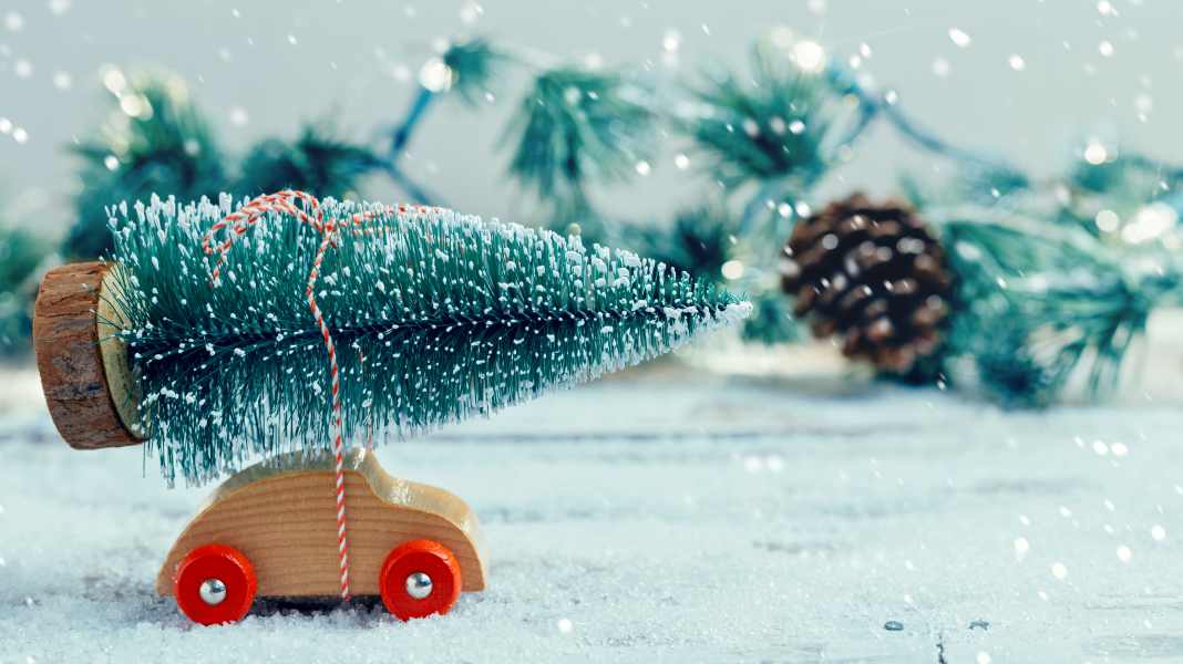 HOW TO BAUMTRANSPORT: Oh, Tannenbaum ...!