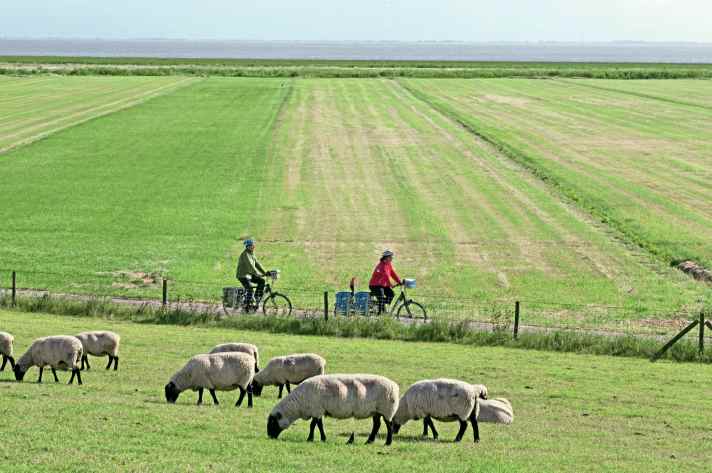 Am Jadebusen geht der Blick aus dem Sattel weit auf die Nordsee raus. Weidende Schafe trifft man fast überall in der Wesermarsch.