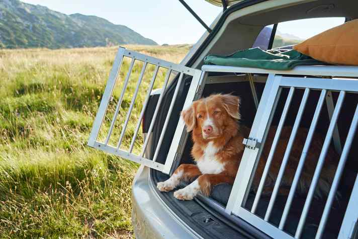 Sichere Sache für größere Hunde: festmontierte Transportbox im Kofferraum