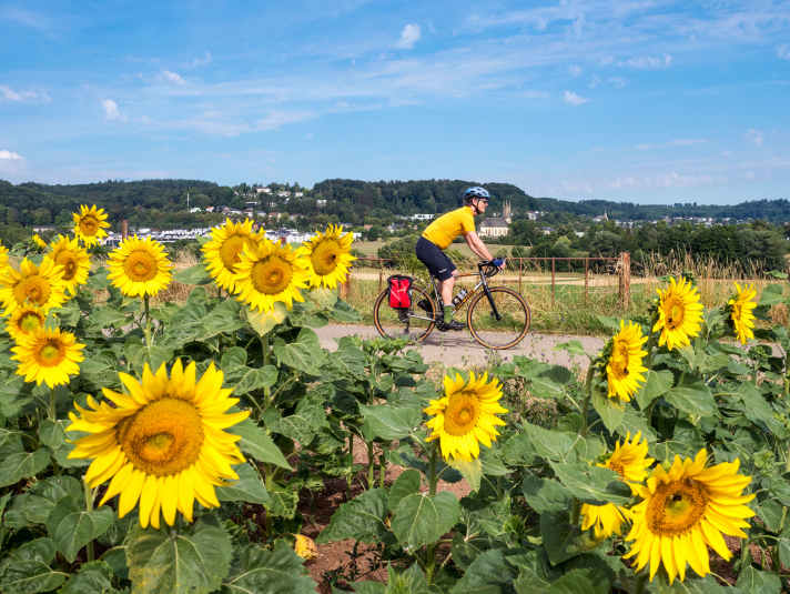 Sonnenblumenfeld bei Senningen: Auch im durch viele Schluchten und Felsen geprägten Müllerthal gibt es flache Passagen mit herrlichem Weitblick.