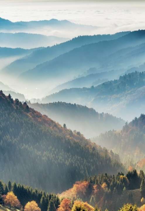 DIE STERNE
 DES SCHWARZWALDS