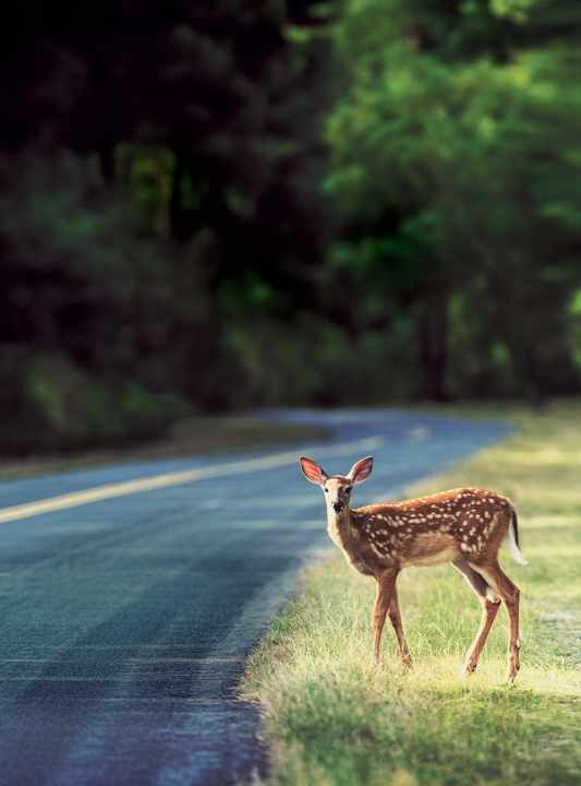 Kennen Sie die Formel für die Berechnung des Anhaltewegs? Wenn ja, ist diese viel zu kompliziert, um sie in Sekundenschnelle hinter dem Lenkrad anzuwenden. Merken Sie sich einfach: Bei 50km/h benötigen Sie rund 14 Meter, bei 100 km/h etwa 130 meter und bei 150km/h etwa 270 Meter, um mit Ihrem Auto zum Stillstand zu kommen.