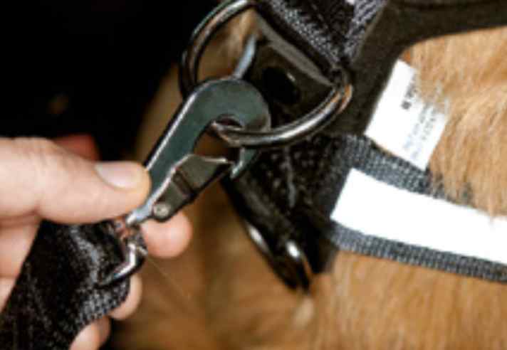   03.
 	Zum "Anhängen" des Hundes den Karabiner am Autogurt-Adapter einklicken