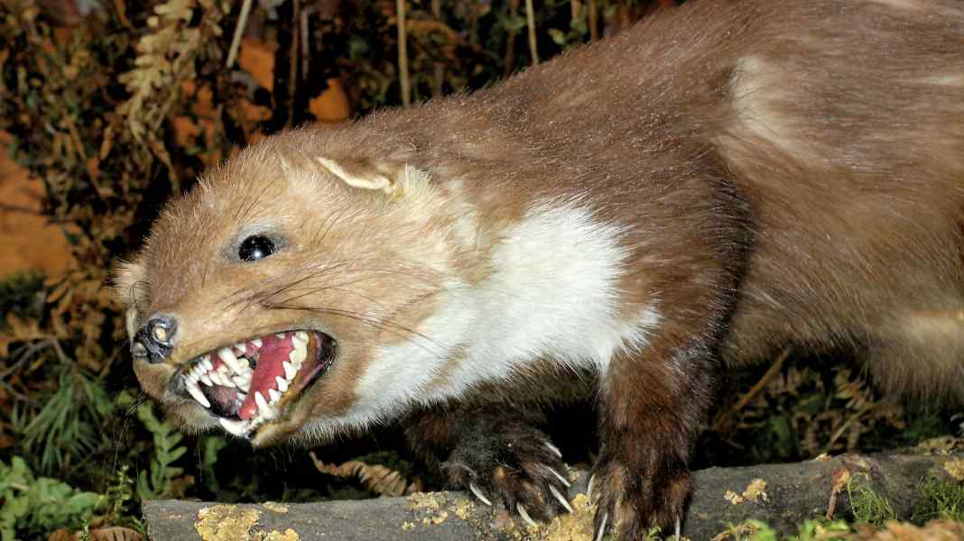 Marderschutz: Marder: Stopp!