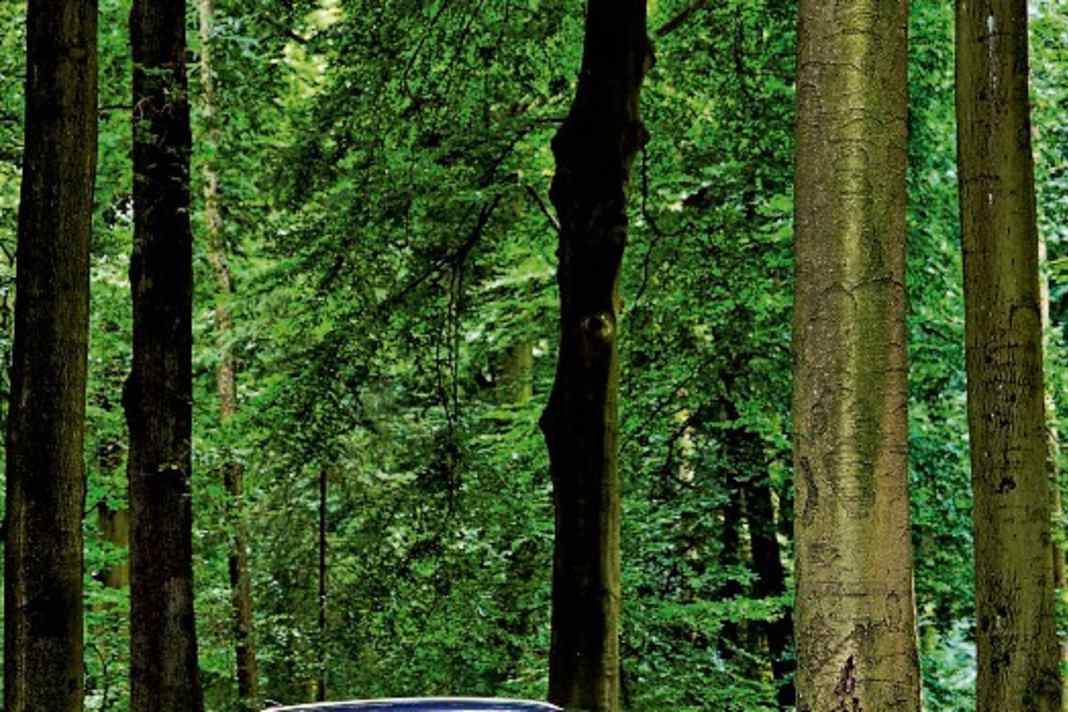 Schicker Auftritt im dunklen Wald: Der Q4 ist in Navarrablau Metallic lackiert