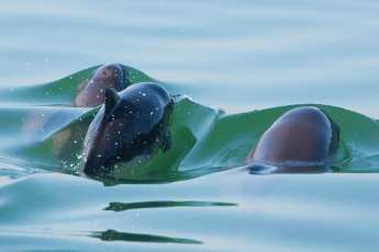 La population de marsouins sous pression