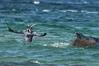 Der Buckelwal ist frei!