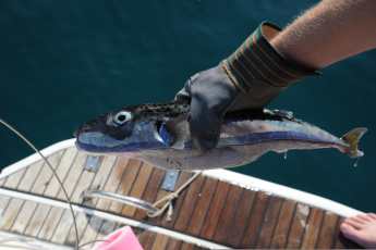 Kugelfisch und Feuerfisch im Mittelmeer