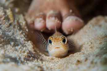 Why the Petermännchen is becoming a danger for water sports enthusiasts