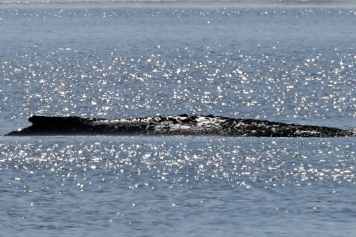 Die letzte Hoffnung für Buckelwal Timmi