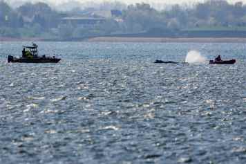 Buckelwal Timmi ist frei aber regungslos