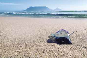 Returning to Mother City - Faszination Kapstadt und die Schattenseiten