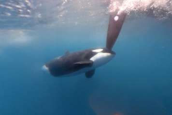 „Das Problem verschwindet nicht – es werden eher mehr"