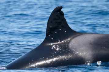 Orca Toñi mit Schrotflinte beschossen?