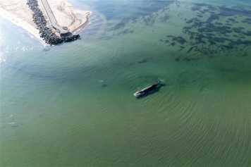 Fears for the humpback whale