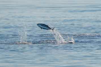 Tuna back in the Baltic Sea