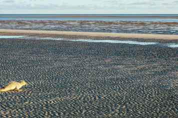 Das Tier-Rätsel der Sandbank