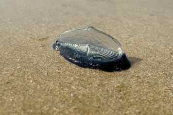 Nesseltier auf Langfahrt - Segelqualle landet auf Sylt an