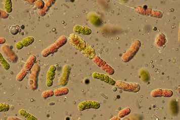 A "digital twin" of the coast