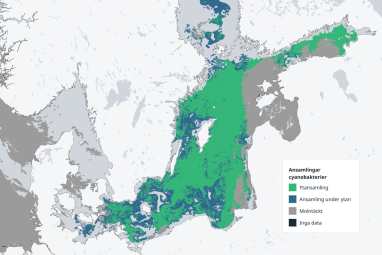 La prolifération des algues en mer Baltique bat son plein