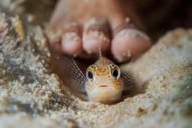 Why the Petermännchen is becoming a danger for water sports enthusiasts