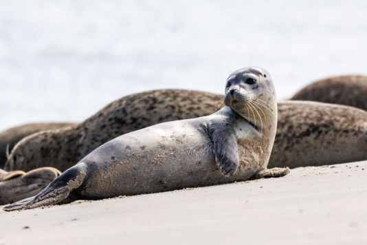 Baby boom without effect