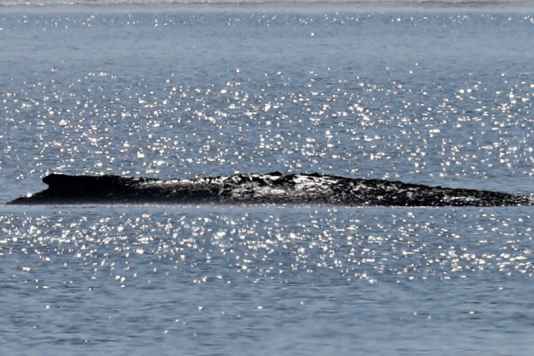 Die letzte Hoffnung für Buckelwal Timmi