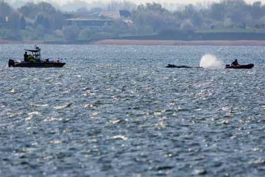 Buckelwal Timmi ist frei aber regungslos
