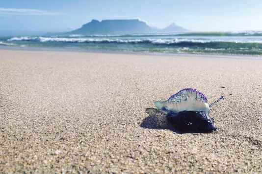 Returning to Mother City - The fascination of Cape Town and its darker side