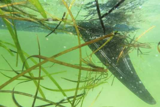 How to find the right weed fin for you