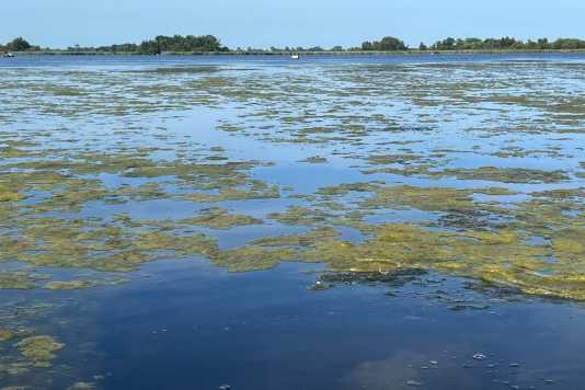 Heiße Sommer, invasive Arten - das Kleine Meer wächst zu