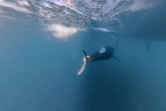 Auf Kuschelkurs mit den Orcas?