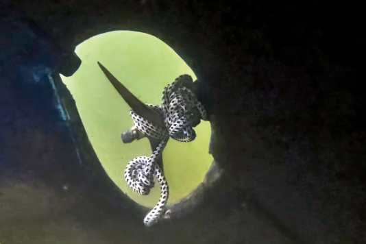 Everything you need to know about the propeller