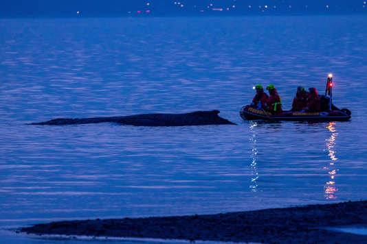 Nuovi tentativi di salvataggio - L'uccisione non è un'opzione