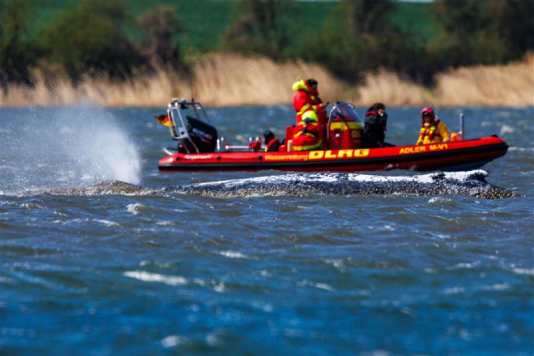 Erst frei geschwommen - nun wieder regungslos