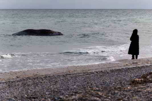 Tragischer Tod im Kattegat
