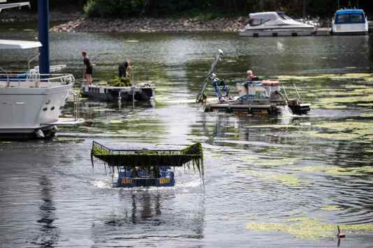 Wasserpest bedroht deutsche Binnenreviere