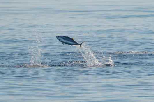 Tuna back in the Baltic Sea