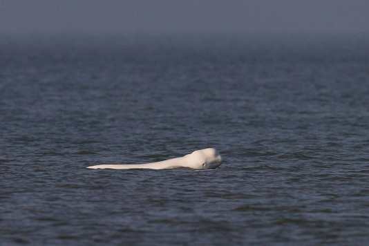 Belugawal vor Holland aufgetaucht
