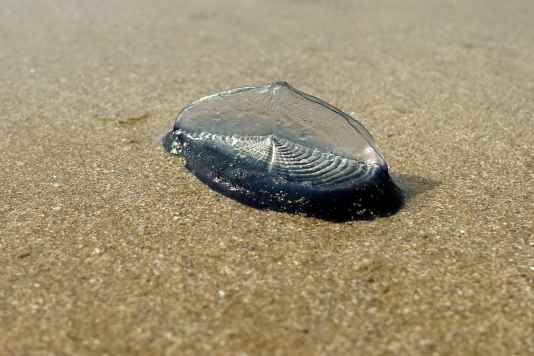 Nesseltier auf Langfahrt - Segelqualle landet auf Sylt an