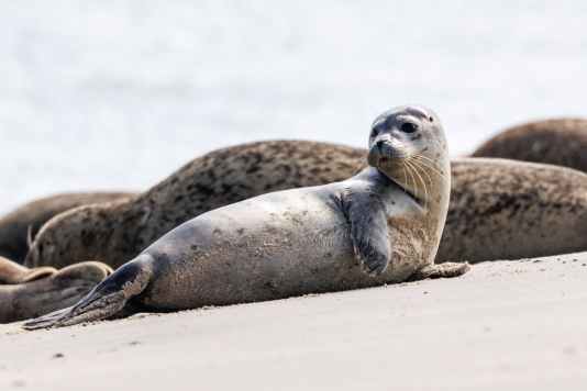 Seehund-Population wirft Fragen auf