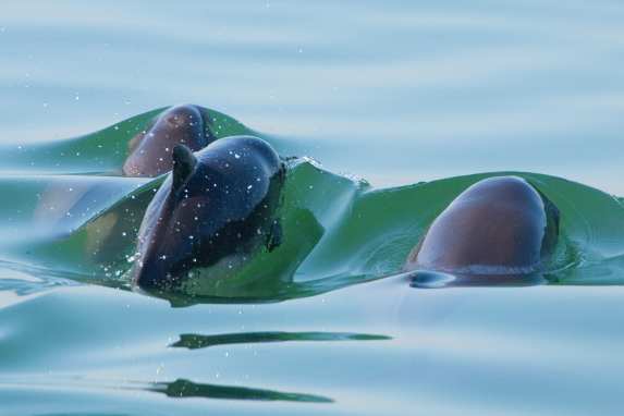 La population de marsouins sous pression