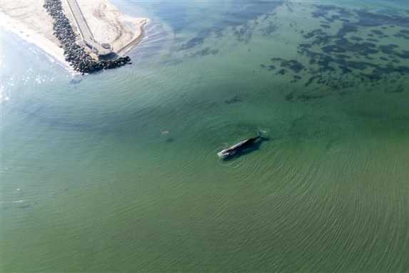 Fears for the humpback whale