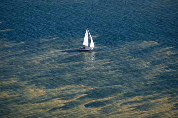 Starke Blaualgen-Blüte erfasst weite Teile der Ostsee