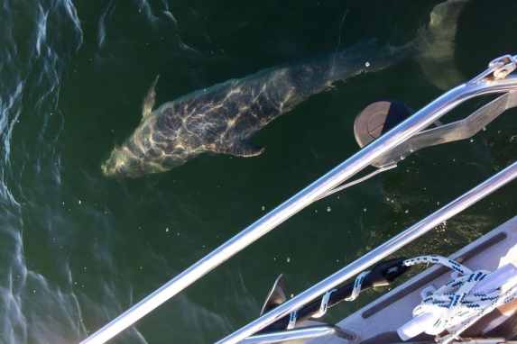 Quand le dauphin joue avec le bateau