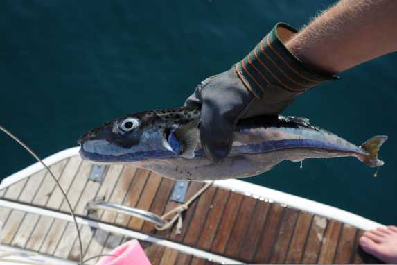 Kugelfisch und Feuerfisch im Mittelmeer
