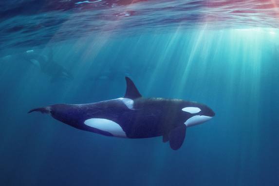 Davantage d'attaques au large de Gibraltar - Les équipes de l'Ocean Race en danger ? Nouveau code de conduite