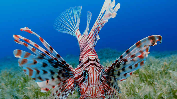 Kugelfisch und Feuerfisch im Mittelmeer